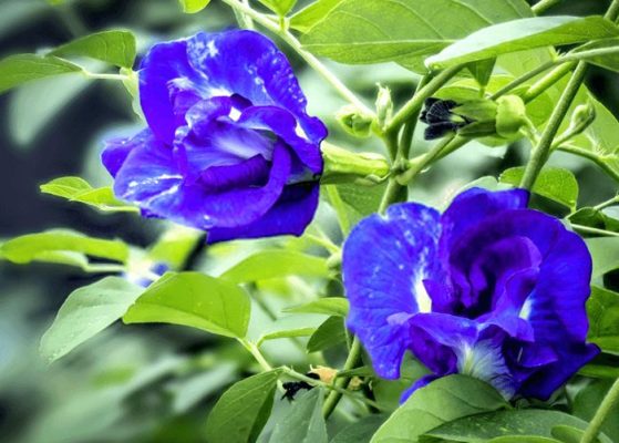 Thời điểm uống hoa đậu biếc lúc nào là tốt nhất trong ngày