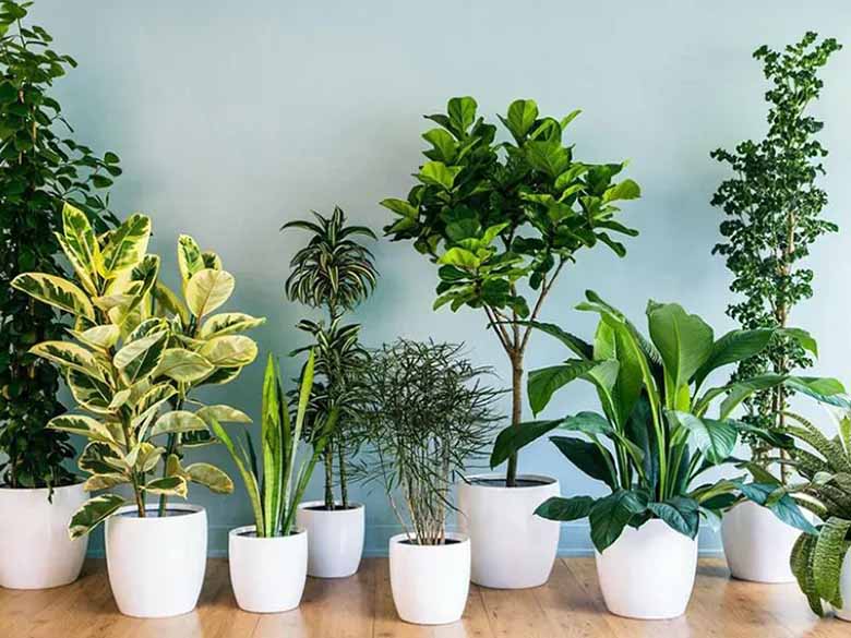 Các cách decor cây cảnh trong nhà đẹp và ấn tượng nhất