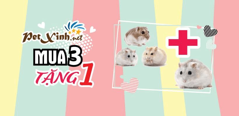 Top 5 cửa hàng pet shop TPHCM uy tín chất lượng nhất