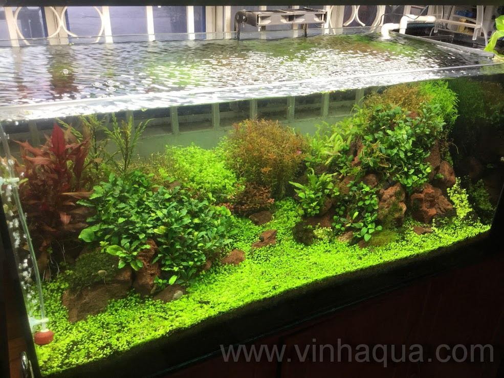 Top 5 cửa hàng thủy sinh TPHCM đáng ghé qua