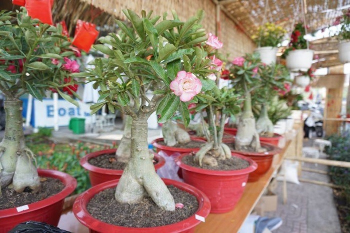 Top 9 địa chỉ bán cây cảnh vừa đẹp vừa rẻ ở TPHCM