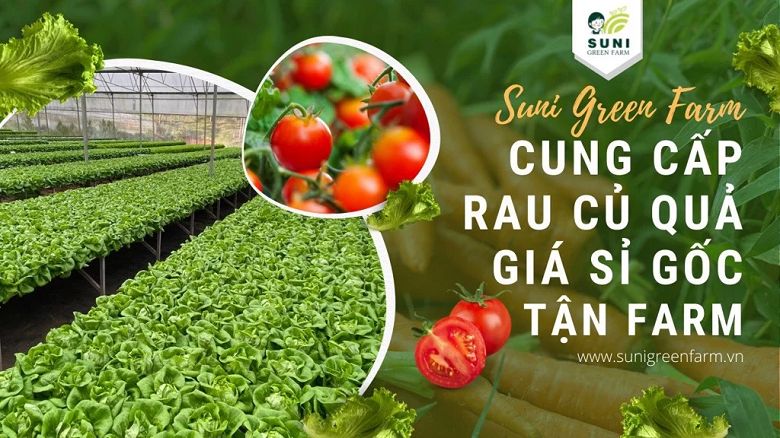 Những lưu ý khi lựa chọn nguồn nhập rau sạch bạn nên biết