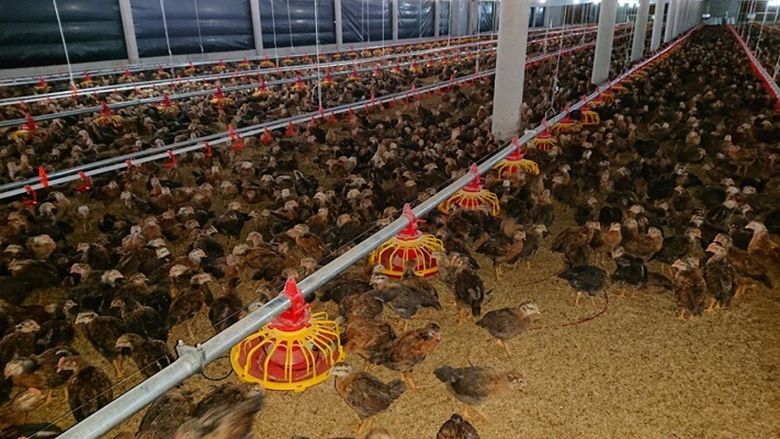Ưu điểm khi lựa chọn thiết bị chăn nuôi Voxivet