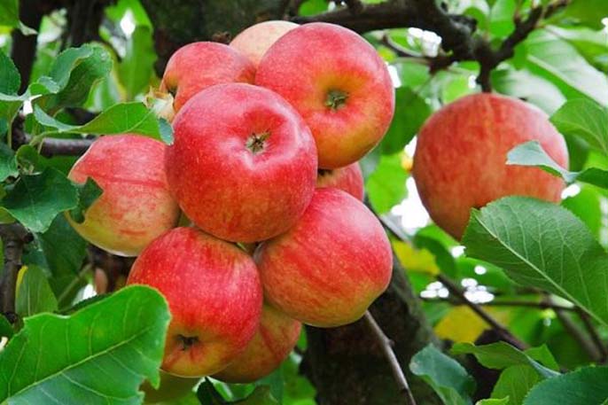 Ăn táo có tốt không? Một số lưu ý khi ăn táo mà bạn nên biết