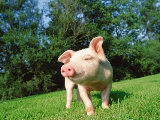 Con heo số mấy? Dự báo tương lai tốt hay xấu từ giấc mơ thấy heo