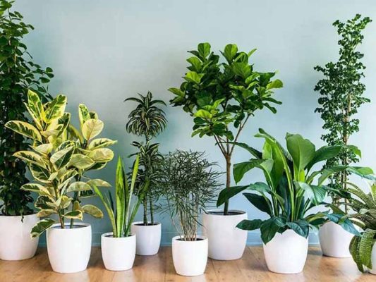 Các cách decor cây cảnh trong nhà đẹp và ấn tượng nhất