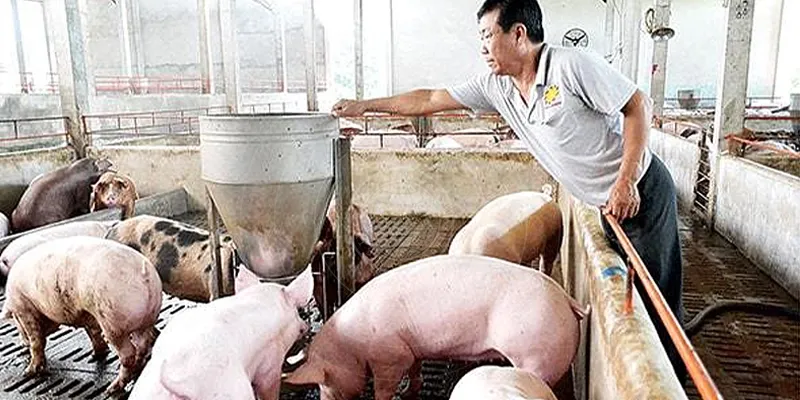 Mơ Thấy Trại Heo Đánh Số Gì Luôn Trúng?