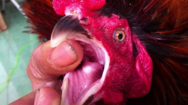 Linh kê dị tướng - Bí Ẩn Từ Thế Giới Gà Đá