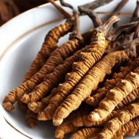 Đông trùng hạ thảo là gì? Công dụng và cách dùng hiệu quả nhất