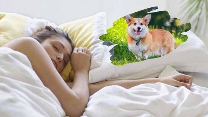 Mơ thấy chó là điềm gì? Giải mã may mắn và cảnh báo tâm linh