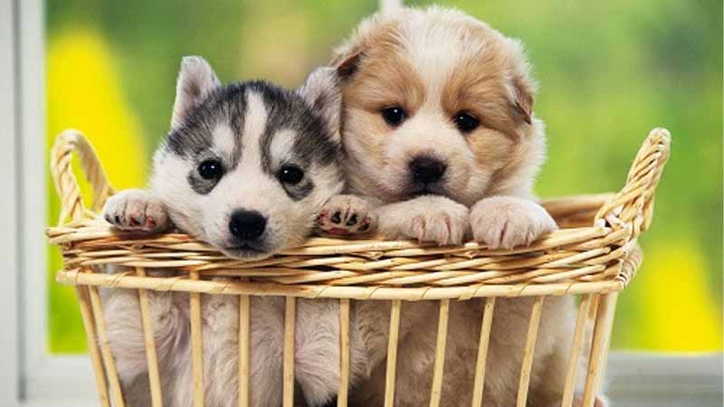 Mơ thấy chó là điềm gì? Giải mã may mắn và cảnh báo tâm linh 